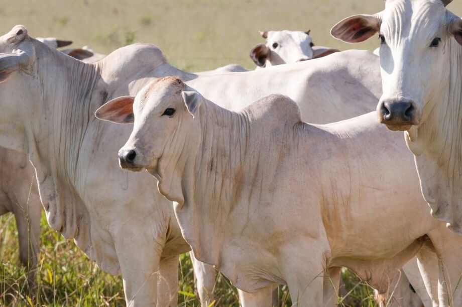 Produtores rurais têm até 1º de dezembro para realizar a Declaração de Rebanho e Atualização Cadastral 2025; processo pode ser feito online ou nas unidades da Iagro.