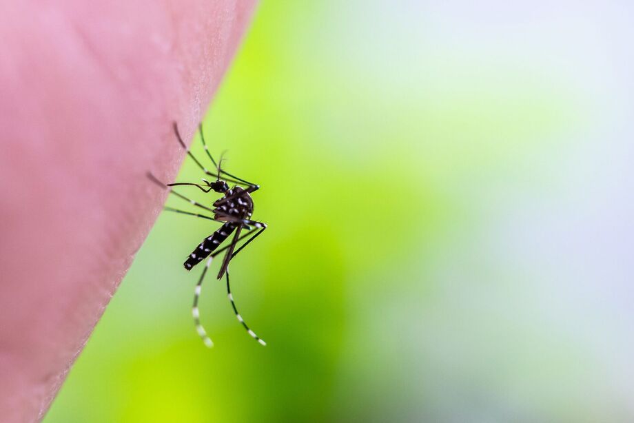 Vírus é transmitido pela picada de fêmeas do gênero Aedes infectadas.