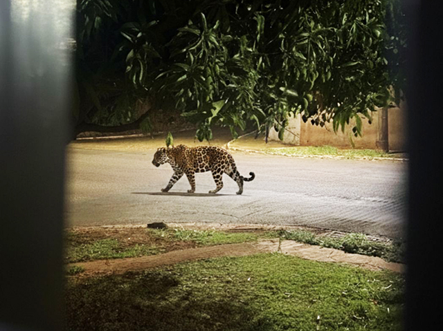 Imagem que ganhou força nas redes. Boatos sobre onça em bairros de Campo Grande viralizam e levantam alerta de segurança