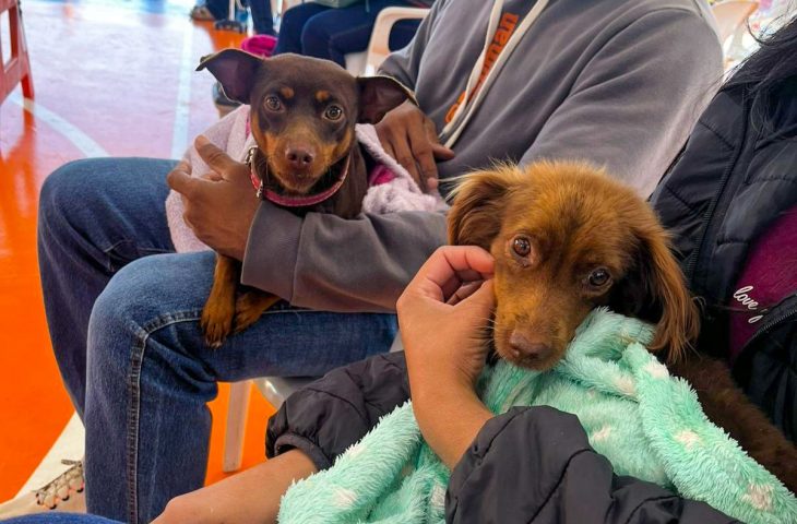 Caravana da Castração atendeu 9,6 mil animais e segue para Grande Dourados e Cone Sul com mais 20 cidades