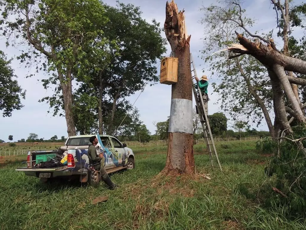 Técnicos instalam caixa-ninho em árvore danificada pela ventania no refúgio ecológico Caiman, em Miranda (MS). O resgate garantiu a segurança dos filhotes de arara-azul.