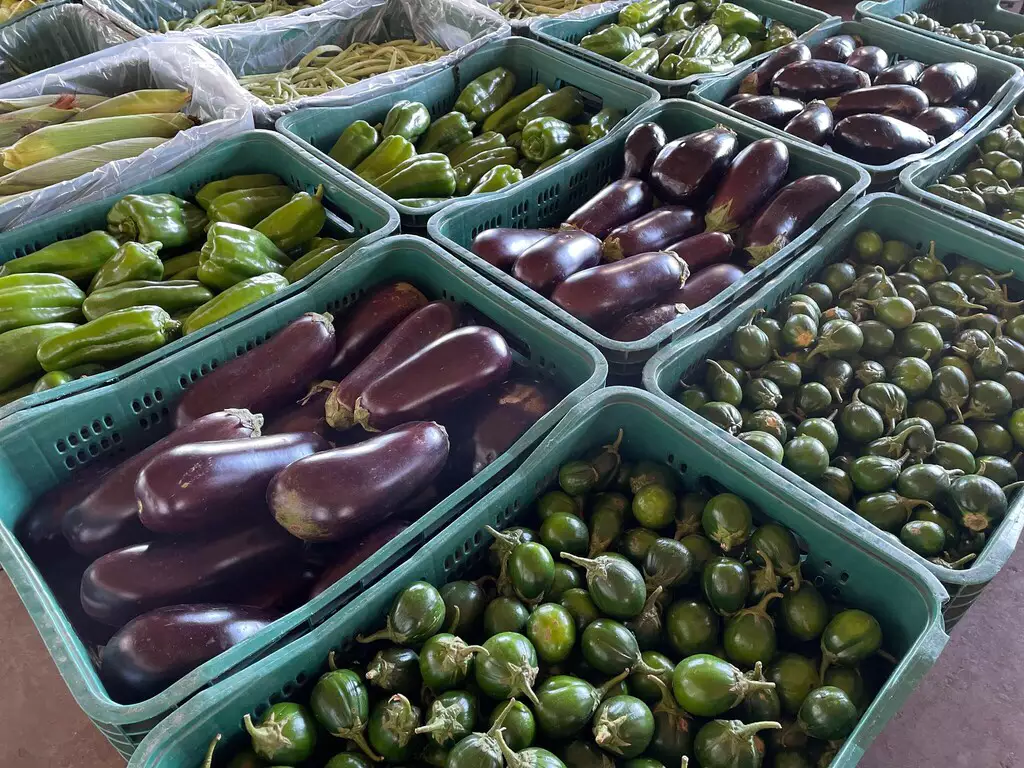 Berinjela tem maior redução de preço na Ceasa/MS esta semana, seguido pelo jiló