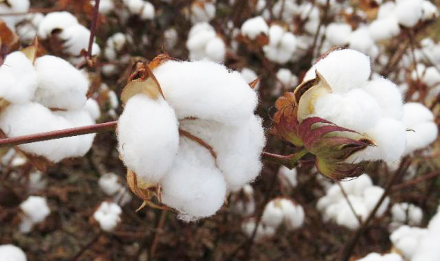 MS aprova norma com regras para controle do bicudodoalgodoeiro na cotonicultura, incluindo vazio sanitário, registro e penalidades.