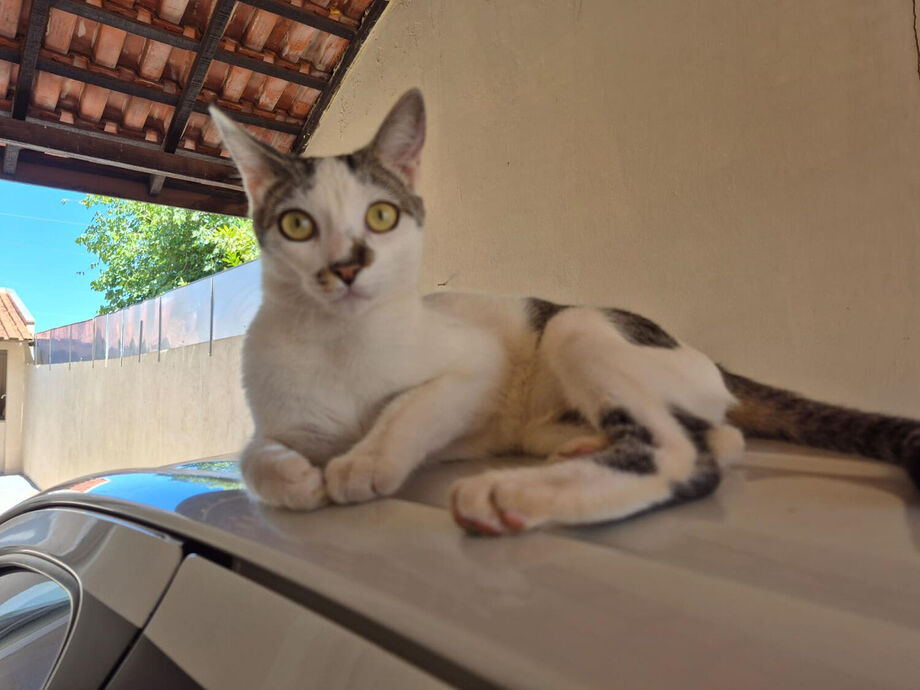 Parceria entre Prefeitura e UFMS já garantiu atendimento veterinário gratuito para quase 600 animais em Campo Grande