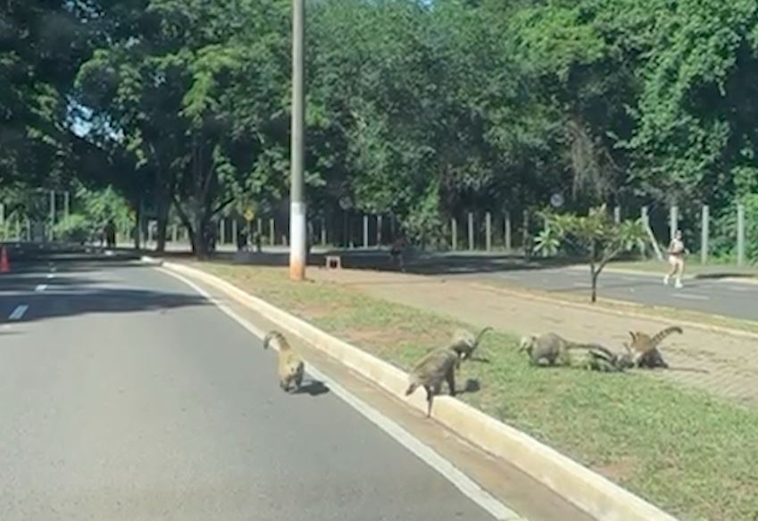 Quatis foram vistos na manhã deste domingo circulando entre ciclistas e pedestres no Parque dos Poderes