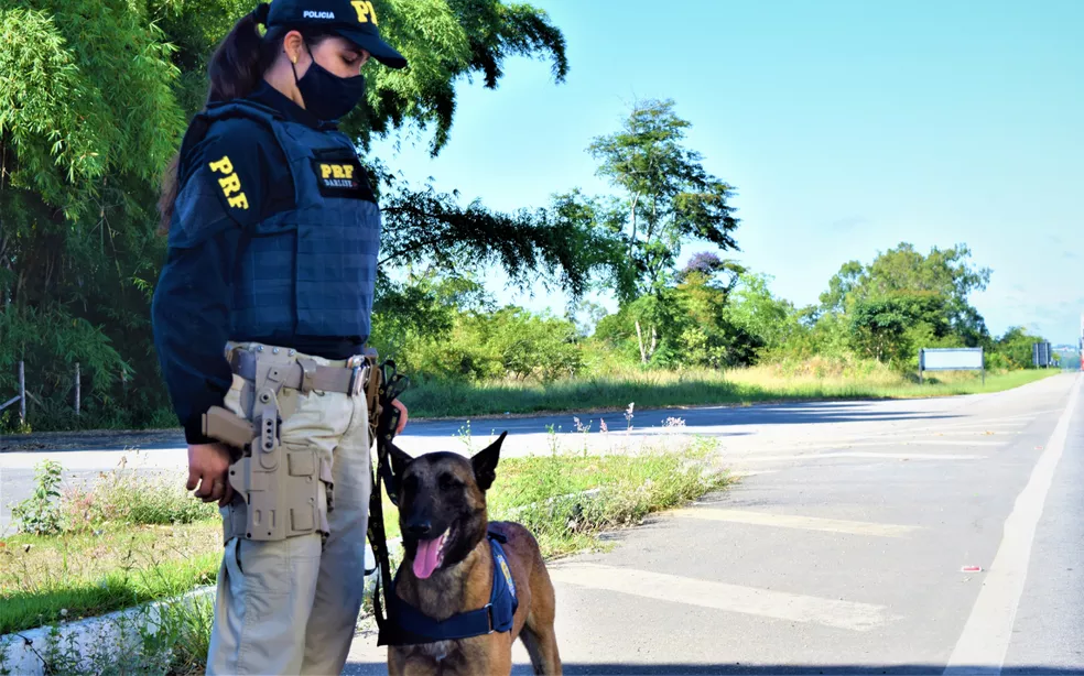 Cão farejador Alok ao lado de policial durante patrulhamento em rodovia; animal atua em diversas operações contra o tráfico de drogas em MS.