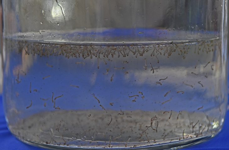 Mato Grosso do Sul registra aumento de casos de dengue em 2025, com mais de 8 mil confirmações.