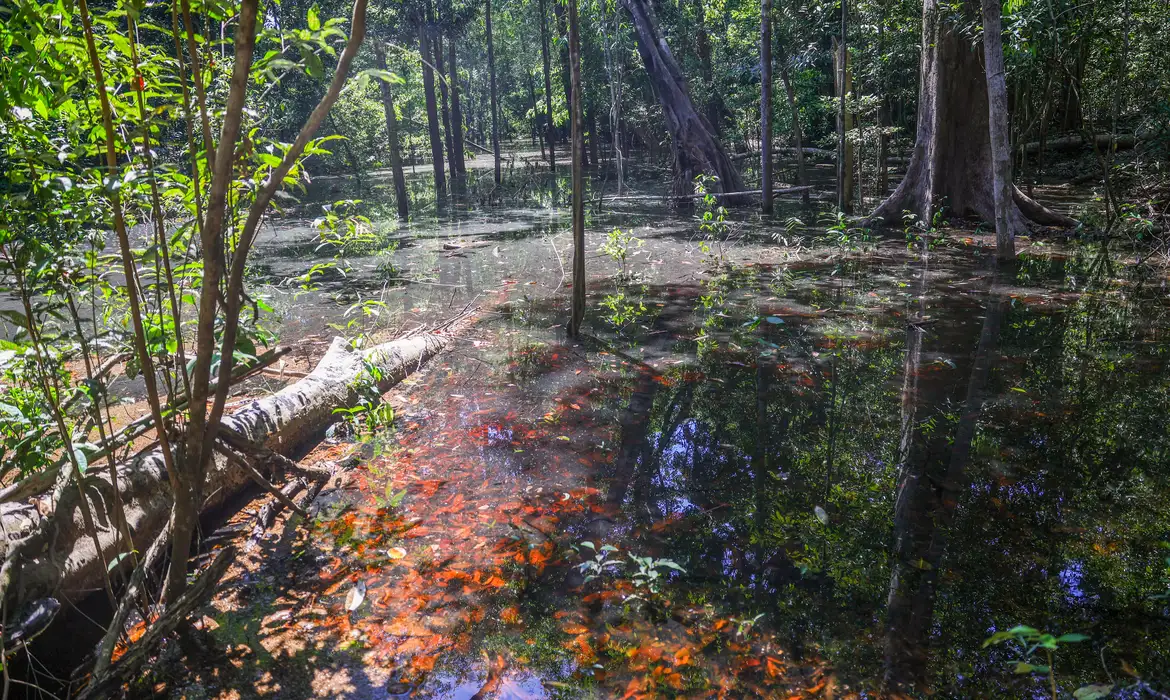 Pesquisadores encontraram mais de dez pegadas fossilizadas de dinossauros na Bacia do Tacutu, em Bonfim (RR), datadas de mais de 100 milhões de anos