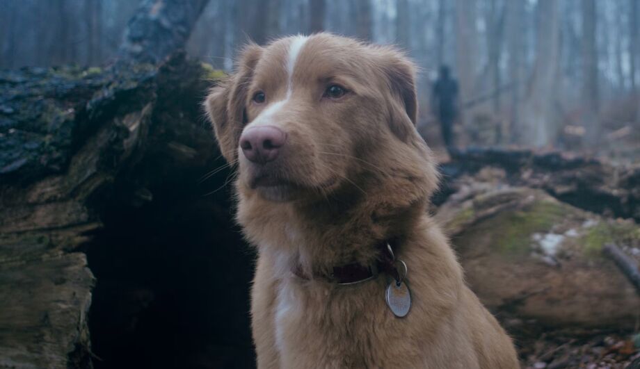 O cão Indy é o astro do filme de terror 'Bom Menino'