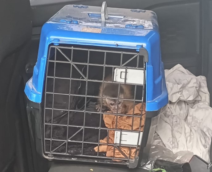 Animais foram resgatados em situação de maus-tratos e equipamentos utilizados na captura também foram apreendidos