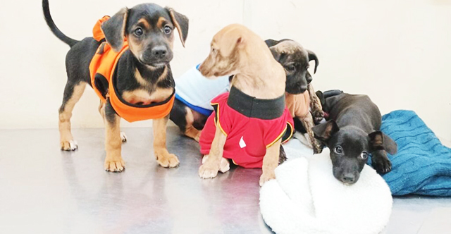 Feira de adoção da Subea será realizada neste domingo na Praça Bolívia com cães e gatos resgatados.