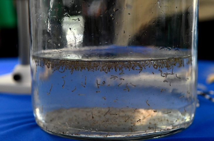 Oficinas no Bioparque Pantanal aproximam crianças e famílias da ciência e da prevenção contra a dengue.