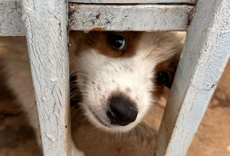 Cães foram encontrados em dois imóveis da mesma tutora