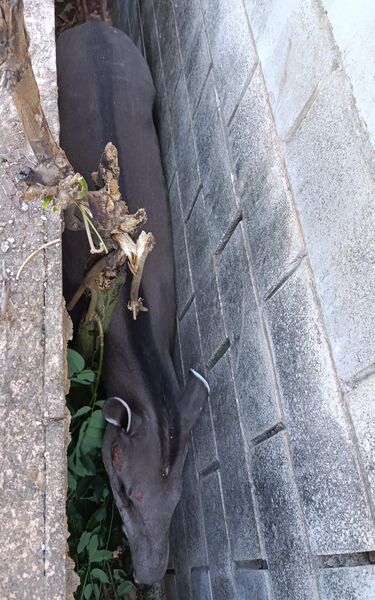 Anta foi sedada para remoção segura e encaminhada ao CRAS, onde passa por cuidados veterinários