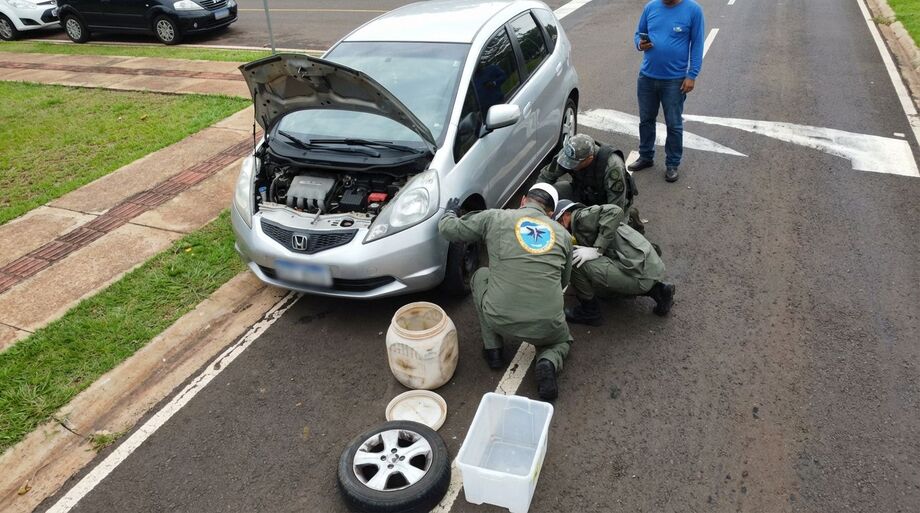 Equipes da Polícia Militar Ambiental e do GRETAP trabalham no resgate de uma jiboia gigante presa no amortecedor de um Honda Fit, na tarde desta segunda-feira (8), no Parque dos Poderes, em Campo Grande