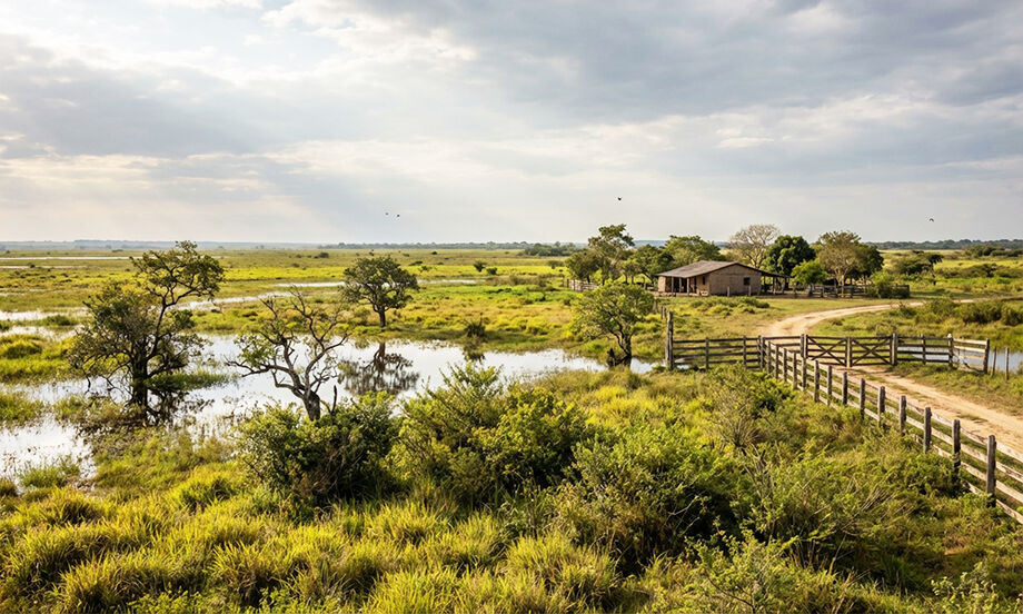 Mato Grosso do Sul anuncia 45 propriedades que serão remuneradas pela preservação ambiental no Pantanal