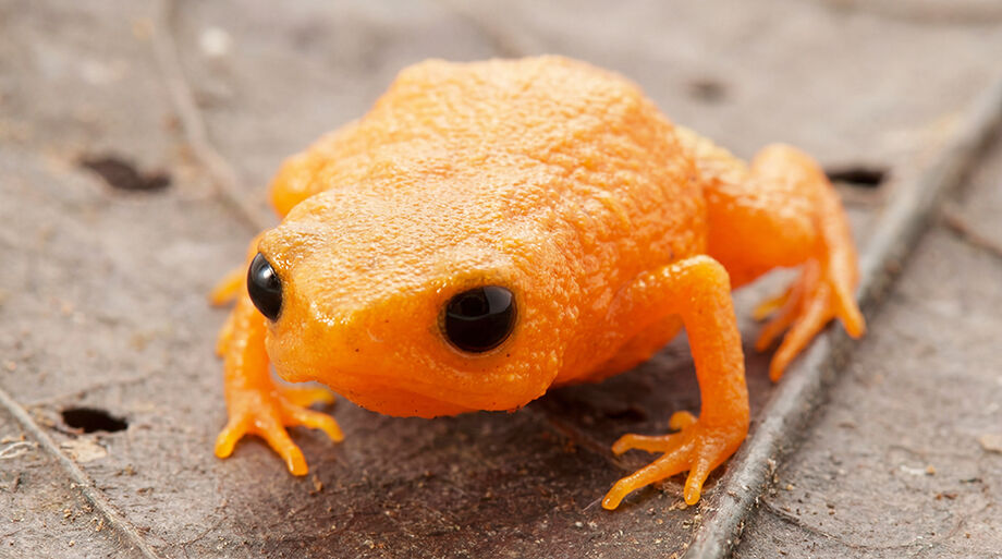 Brachycephalus lulai, nova espécie de sapo laranja descoberta no Sul do Brasil, vive em áreas isoladas e úmidas da Mata Atlântica.