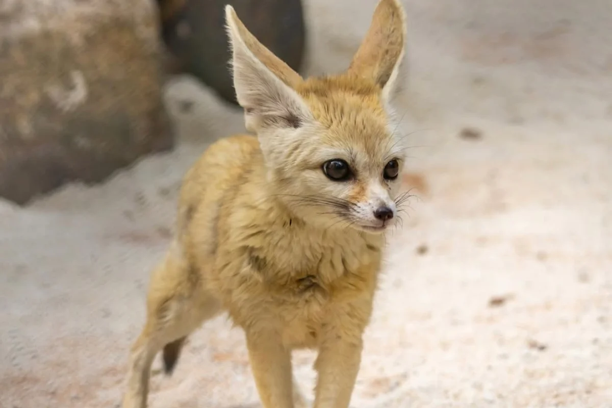 Feneco, conhecido como 'raposinha do deserto', é uma das novas atrações do Zoológico de São Paulo, único da América do Sul a abrigar a espécie