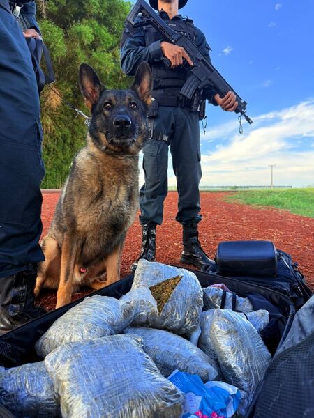 Com auxílio dos cães farejadores Pacu e Cwiff, a PMMS apreendeu quase 7 kg de drogas em mala transportada por uma mulher que seguia para Curitiba. A abordagem ocorreu na MS-164, em Maracaju.