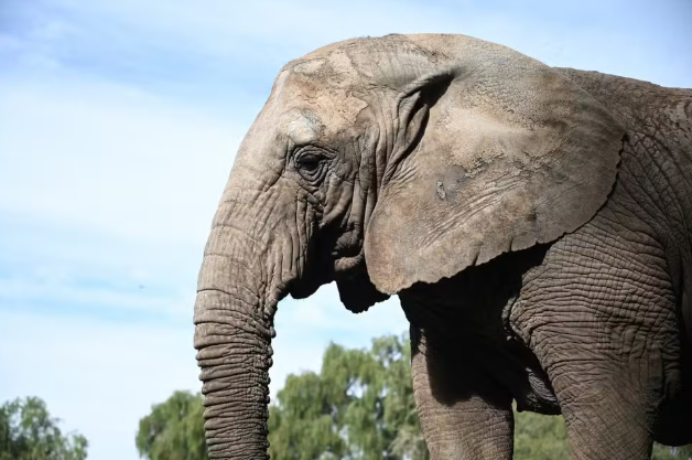 Ibama vai vistoriar Santuário dos Elefantes após mortes de duas fêmeas; órgão estadual é responsável pelo licenciamento.