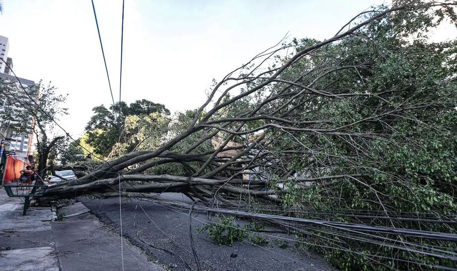 Queda de árvore no centro de Guarulhos deixa uma vítima fatal em semana marcada por temporais em SP