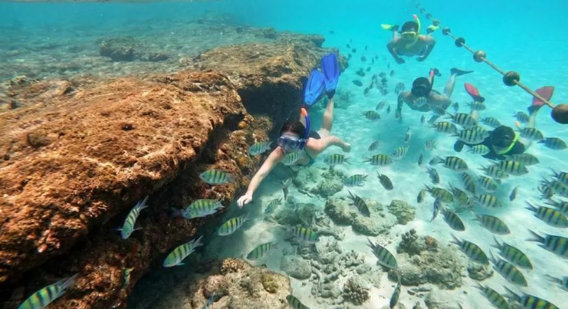 Cardumes se aproximaram da faixa de areia e dividiram o mar com banhistas na zona sul do Rio.