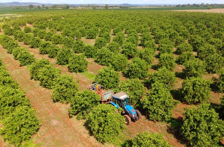 Com mais de 15 mil hectares cultivados, citricultura avança como nova aposta do agronegócio de MS