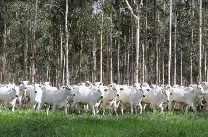 Pastagens recuperadas garantem produtividade e sustentabilidade no campo sul-mato-grossense