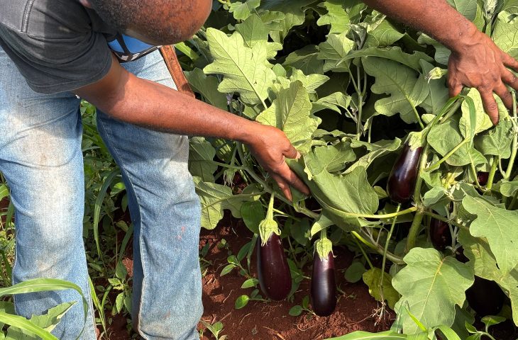 Rede Estadual supera índices nacionais, amplia compras diretas da agricultura familiar e garante alimentos frescos para estudantes; agricultores celebram renda estável e valorização da produção local