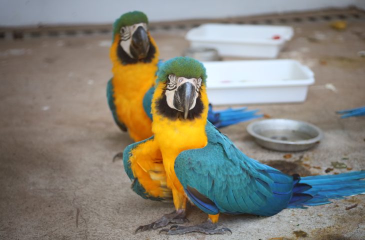 Araras-canindé recebem cuidados no novo CETAS de Três Lagoas, inaugurado para fortalecer o resgate da fauna silvestre.