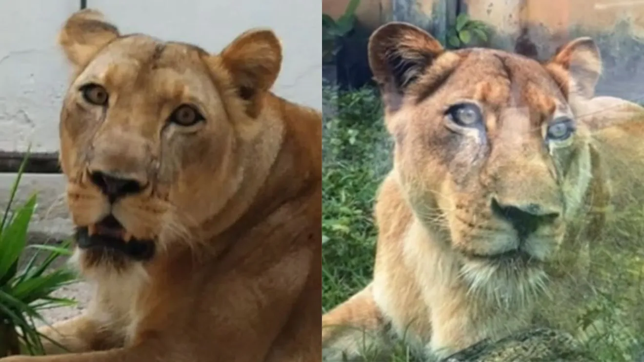 Parque Arruda Câmara segue interditado enquanto autoridades investigam a morte do jovem atacado por uma leoa