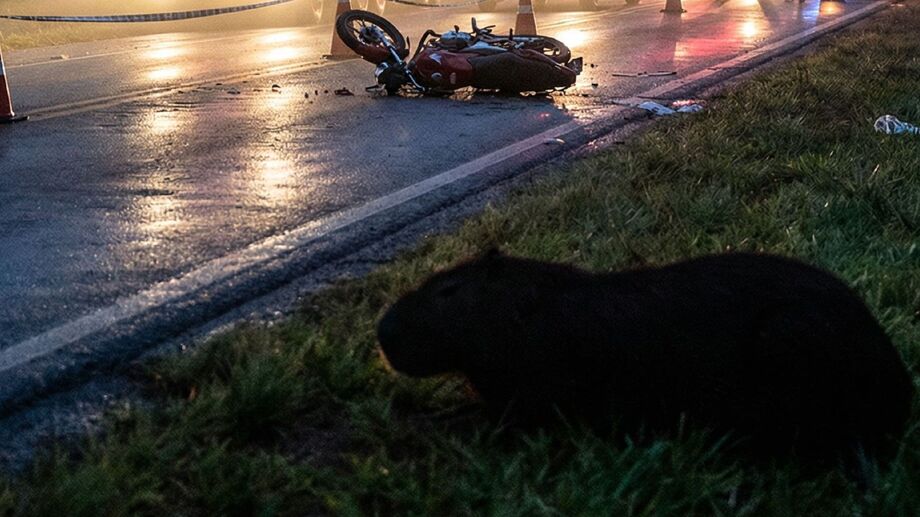 Capivara foi arremessada para canteiro da pista após colisão com motocicleta, que resultou na morte de uma mulher na BR262, em Campo Grande.