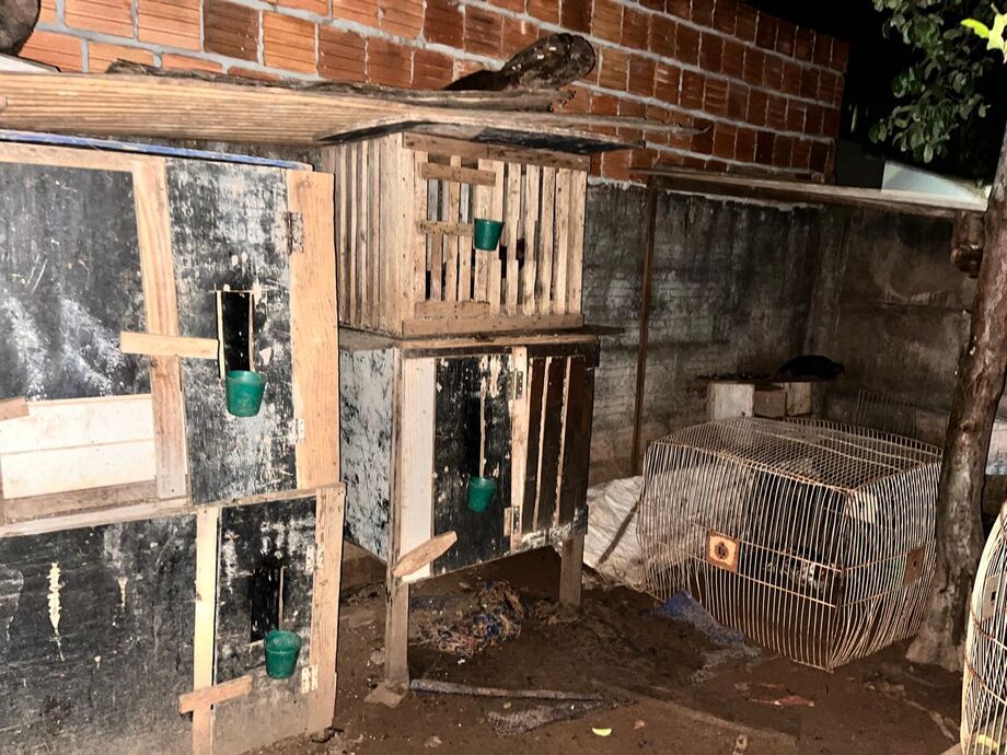 Galos foram encontrados feridos e usados em rinha clandestina em Chapadão do Sul