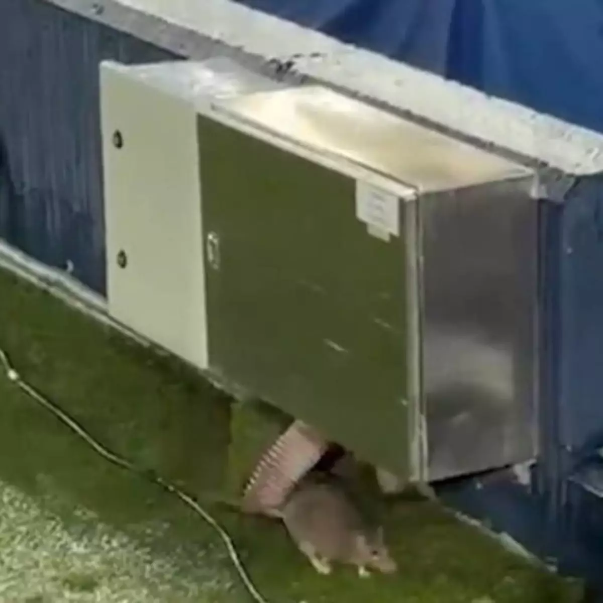 Rato foi flagrado andando pelo gramado do estádio Camp Nou.