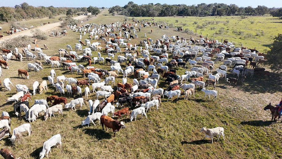 Rebanho pantaneiro dentro do Programa Carne Sustentável/MS: mais de 205 mil animais abatidos sob protocolo orgânico e sustentável em 2025.
