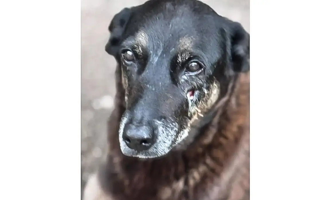 Polícia Civil apreendeu celulares de adolescentes investigados por maus-tratos a animal durante operação no aeroporto.