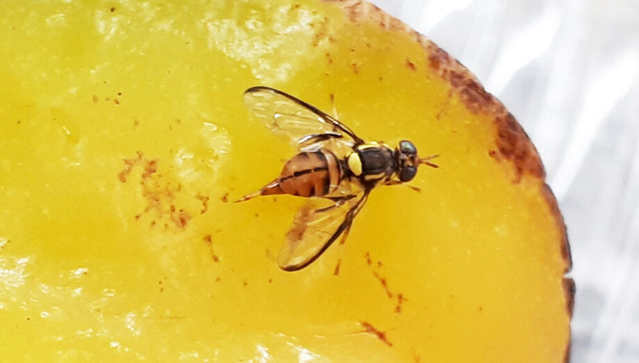Mosca-da-carambola ameaça a produção de frutas e motivou criação de centro nacional de emergência