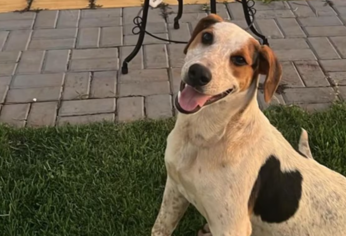 Abacate foi morto com um tiro no Paraná.