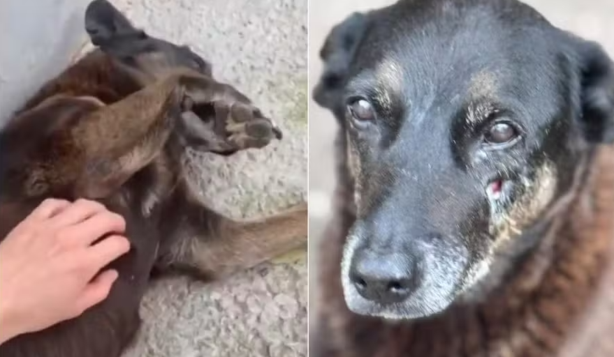 O cachorro Orelha em dois momentos