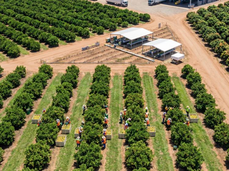 Fruticultura brasileira registra recorde de exportações pelo terceiro ano consecutivo