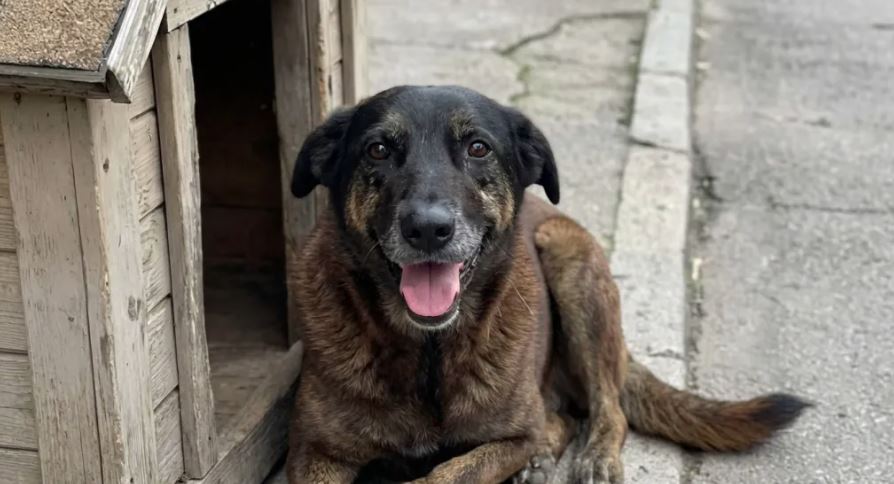 Polícia Civil cumpriu mandados na investigação que apura a morte do cão comunitário Orelha, em Florianópolis.