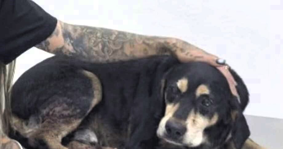 Cachorro Negão foi baleado por policial militar no RS.