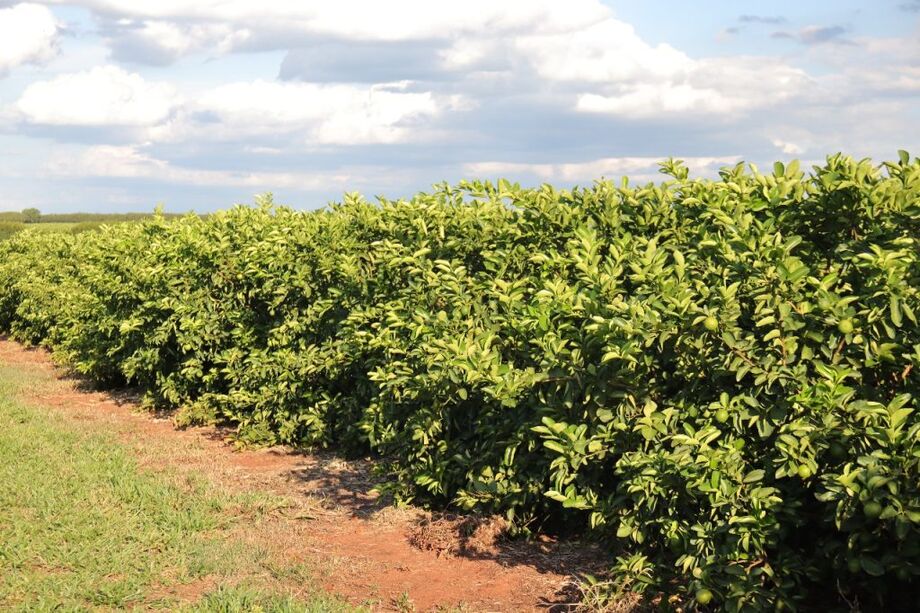 Mato Grosso do Sul amplia área de pomares e atrai grandes grupos para a citricultura.