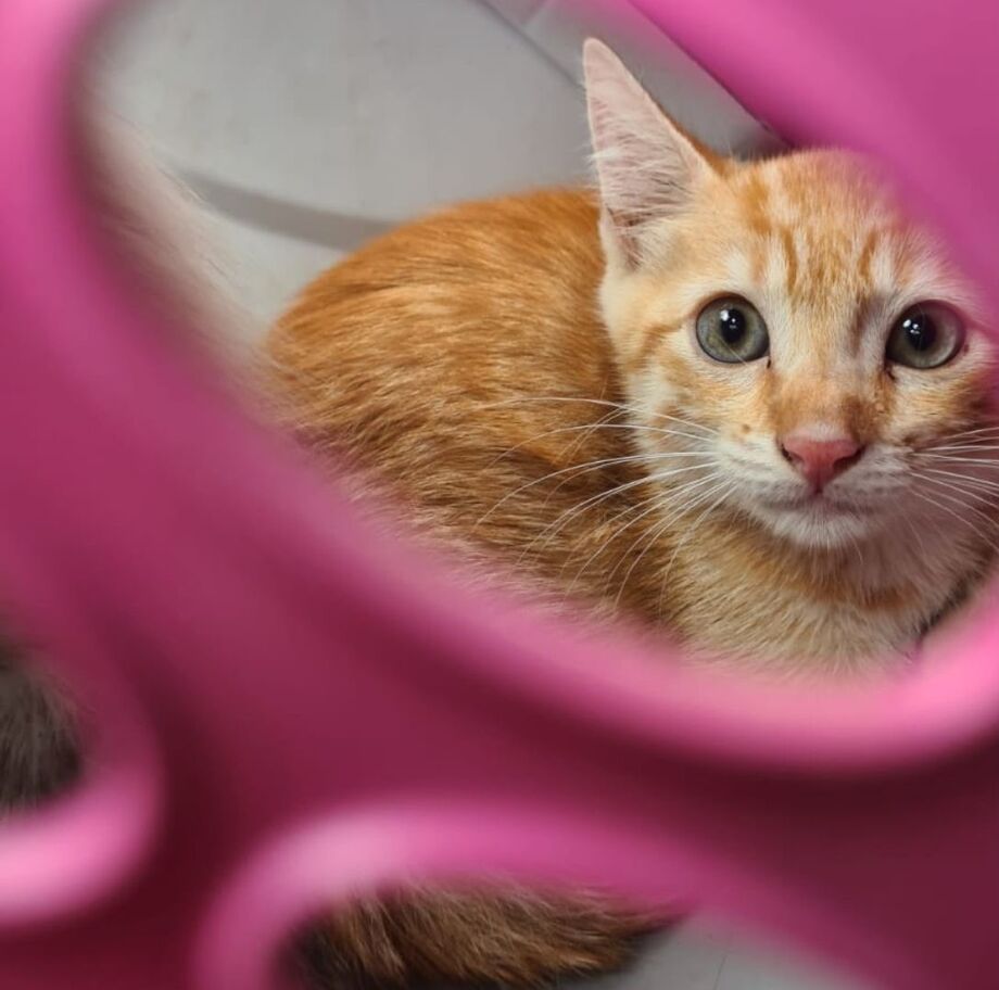 Gatos resgatados pela Amicats aguardam por um novo lar durante feira de adoção em Campo Grande