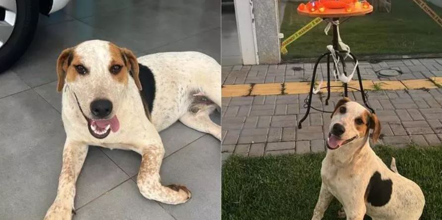 Abacate era cuidado por moradores e fazia parte da rotina do bairro Tocantins, em Toledo.