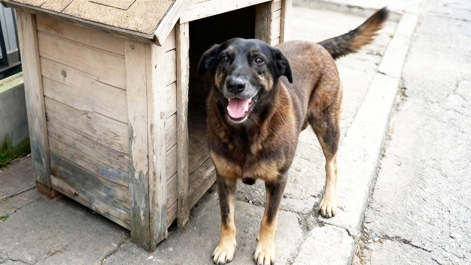 Caso da morte do cão Orelha na Praia Brava, em Florianópolis, segue sob investigação da Polícia Civil e do Ministério Público de Santa Catarina