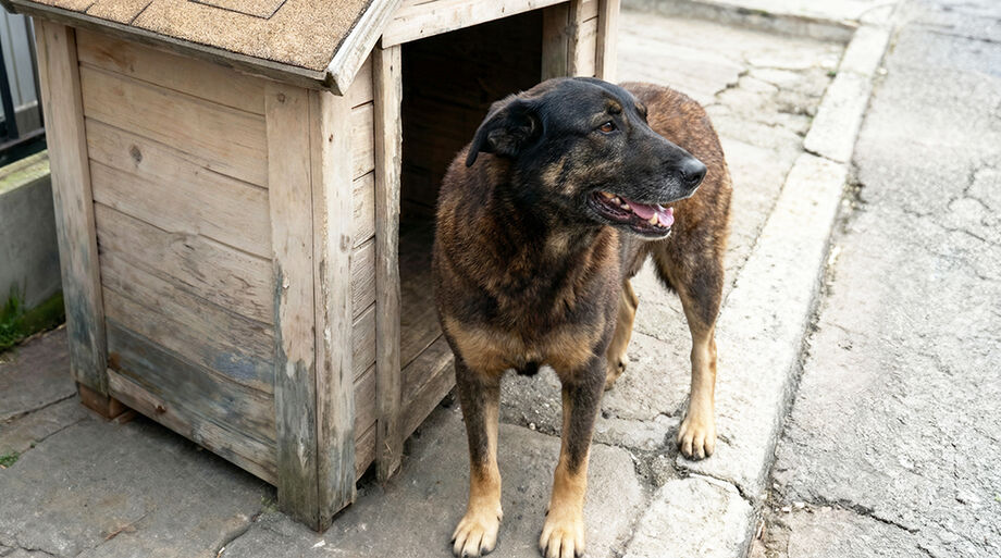 Caso da morte do cão Orelha na Praia Brava, em Florianópolis, segue sob investigação da Polícia Civil e do Ministério Público de Santa Catarina