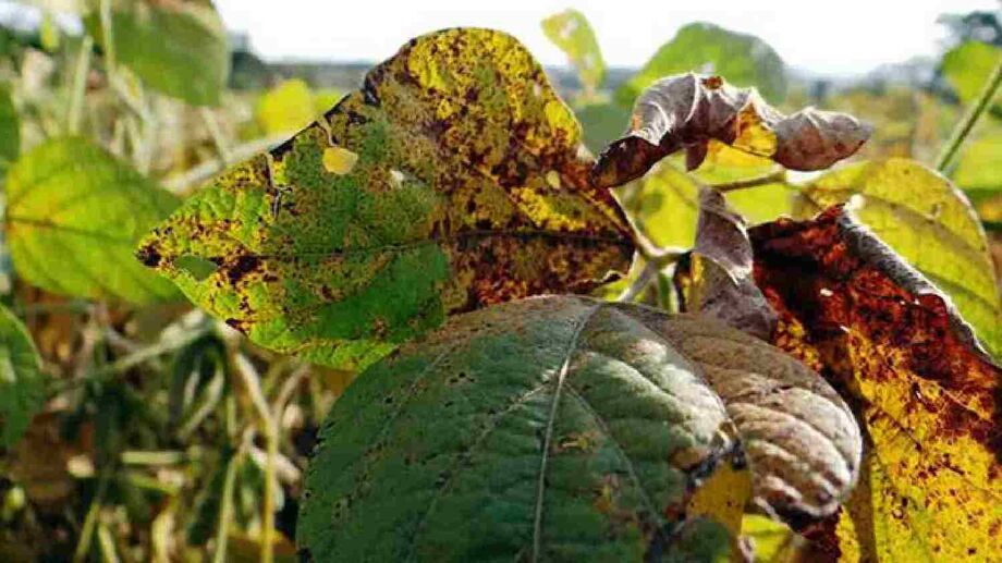 Planta infectada com ferrugem asiática