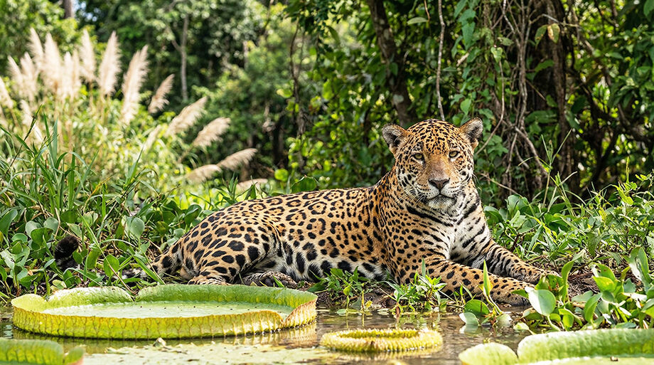 Mato Grosso do Sul começa 2026 em evidência no turismo de natureza