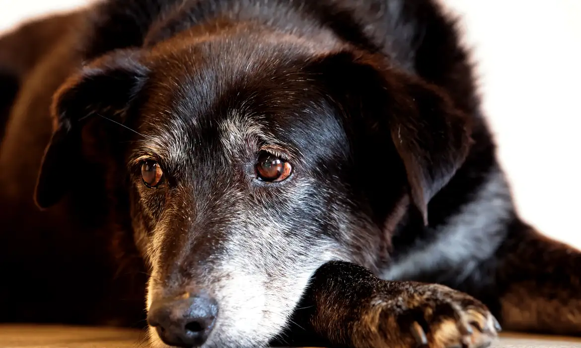 Comerciante é condenado a mais de 5 anos de prisão por maus-tratos a cães em São Paulo.